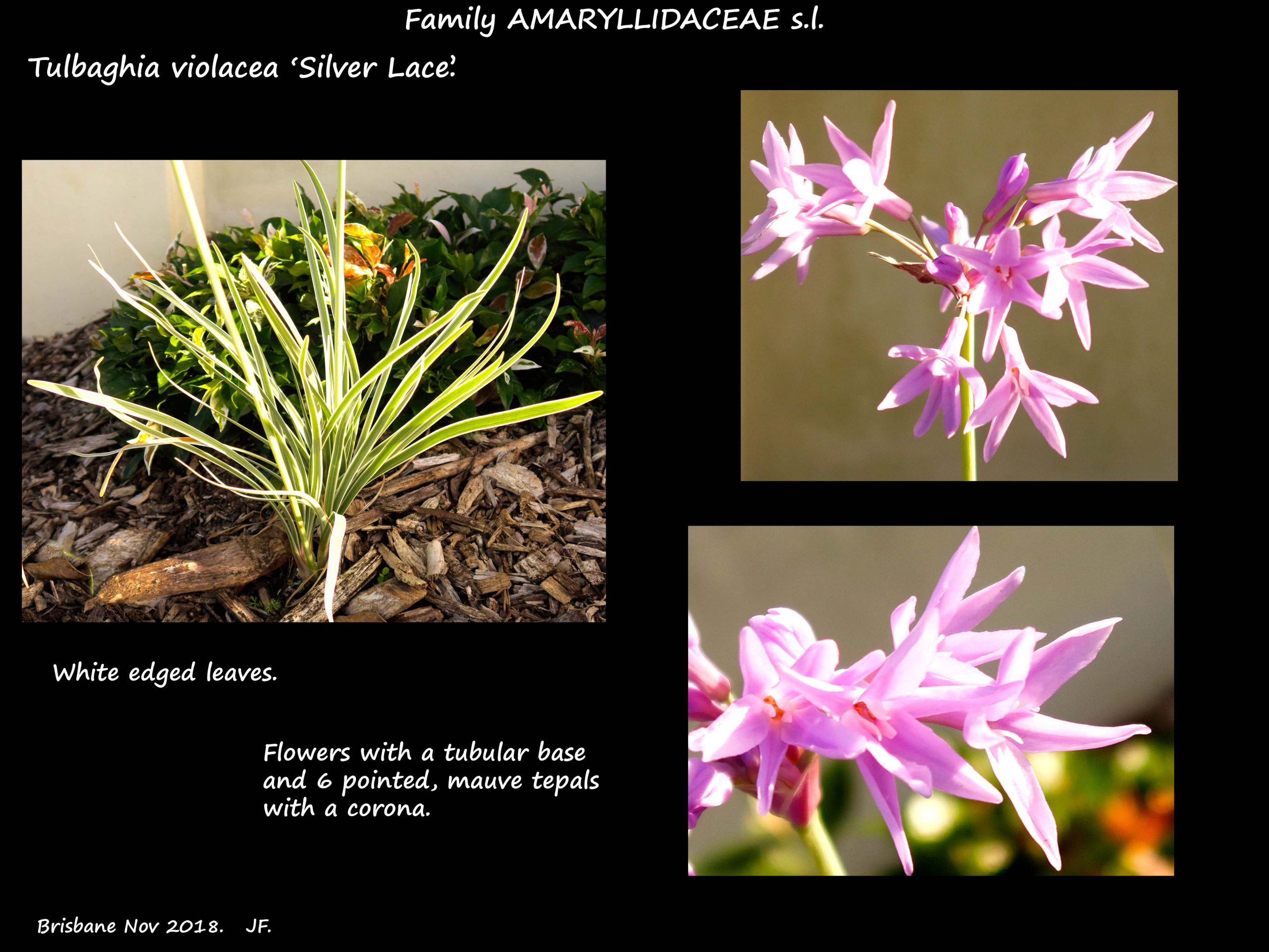 5 Tulbaghia 'Silver Lace'